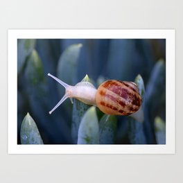 White Wonder Snail Art Print