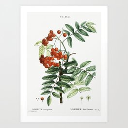 Mountain ash (Sorbus aucuparia) from Traité des Arbres et Arbustes que l’on cultive en France en ple Art Print