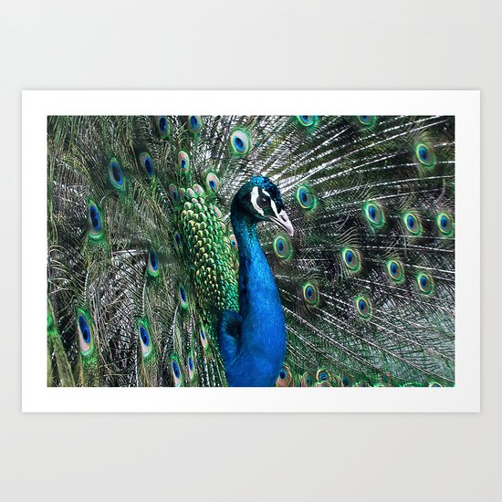 Peacock Art Print
