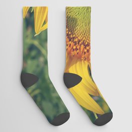 Beautiful sunflower blooming flower in the morning summer day Socks
