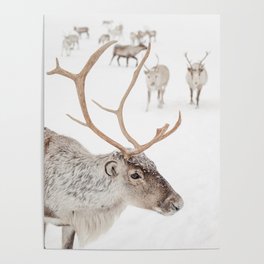 Reindeer With Antlers Art Print | Tromsø Norway Animal Snow Photo | Arctic Winter Travel Photography Poster