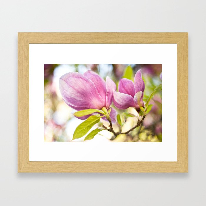 Magnolias Framed Art Print