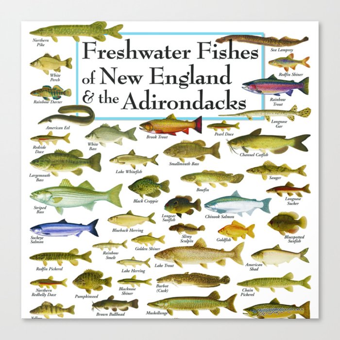 Illustrated New England and  Adirondacks Game Fish Identification Chart Canvas Print