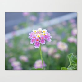 Springtime Bloom Canvas Print