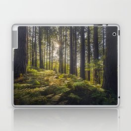 Acquerino forest. Douglas firs and ferns in the morning. Tuscany Laptop Skin