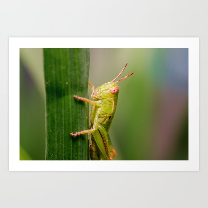 Towering Elegance: Green Grasshopper at Sunset Art Print