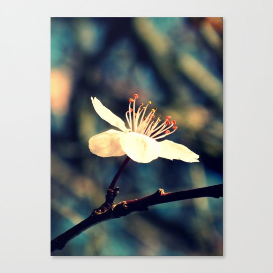 Solo Canvas Print