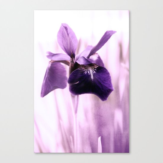 Iris Dream Canvas Print