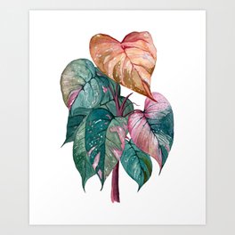 Pink Ficus Art Print