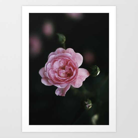 pink rose Art Print