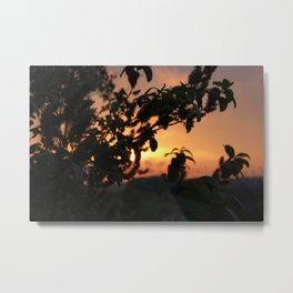 Sunrise Foliage 3 Metal Print