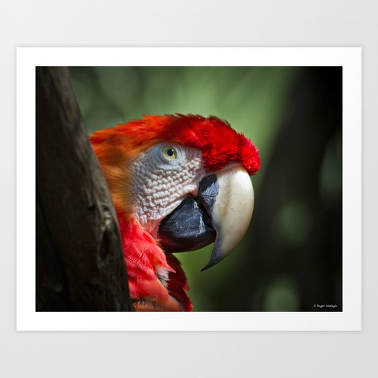 Scarlet Macaw Art Print