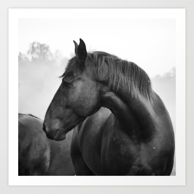 Black White Horse Photograph Cades Cove Riding Stables