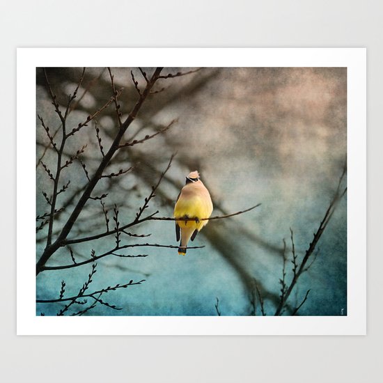 Waxwing at Winter Sunset Art Print