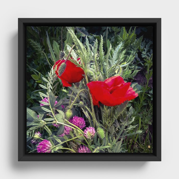 Summer poppy and clover flowers bouquet Framed Canvas