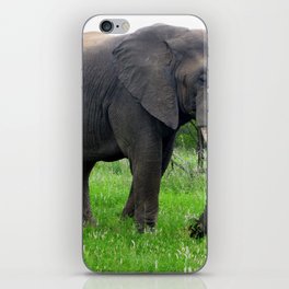 South Africa Photography - An Elephant On The Green Grassy Field iPhone Skin