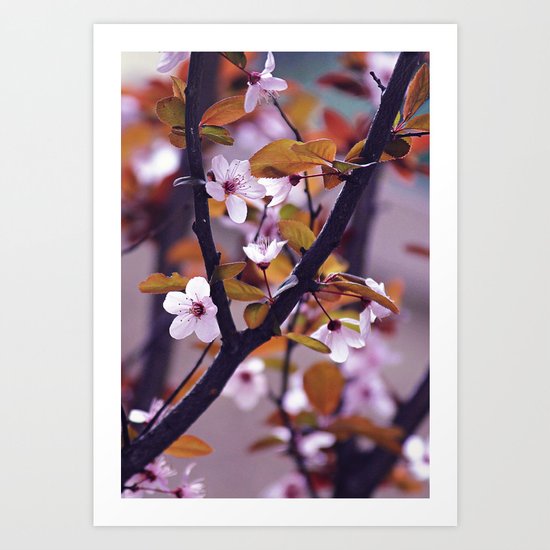 Cherry Blossom 2 Art Print
