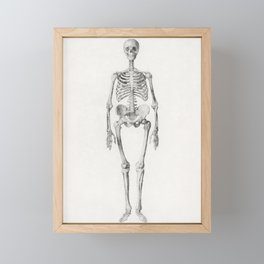 Human Skeleton, Anterior View Framed Mini Art Print