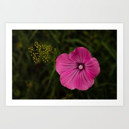 nature photography pink flower garden Art Print