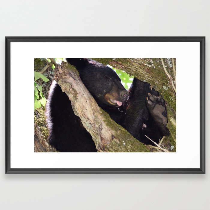 Let Sleeping Bears Lie Framed Art Print