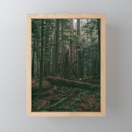 Cathedral Grove Print II | Vancouver Island, BC | Landscape Photography Framed Mini Art Print