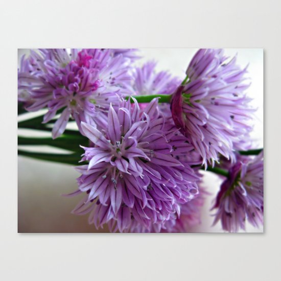 Chives Canvas Print