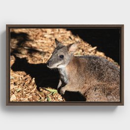 Cute Wallaby Framed Canvas