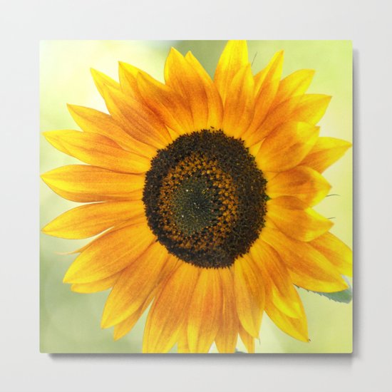 BRIGHT SUNFLOWER Metal Print