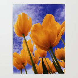 Closeup Yellow Tulip Field with Blue Sky in the Background Poster