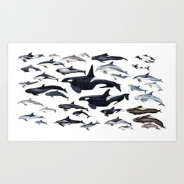 Dolphin diversity Art Print