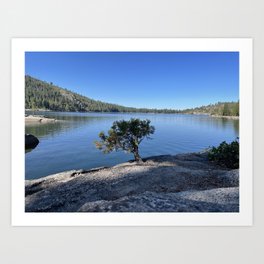 Tree at Pine Crest Lake Art Print