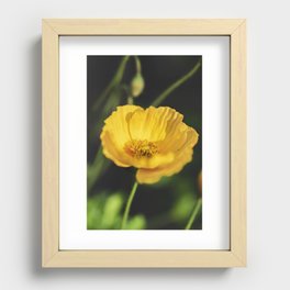 Yellow Poppy Flower Recessed Framed Print