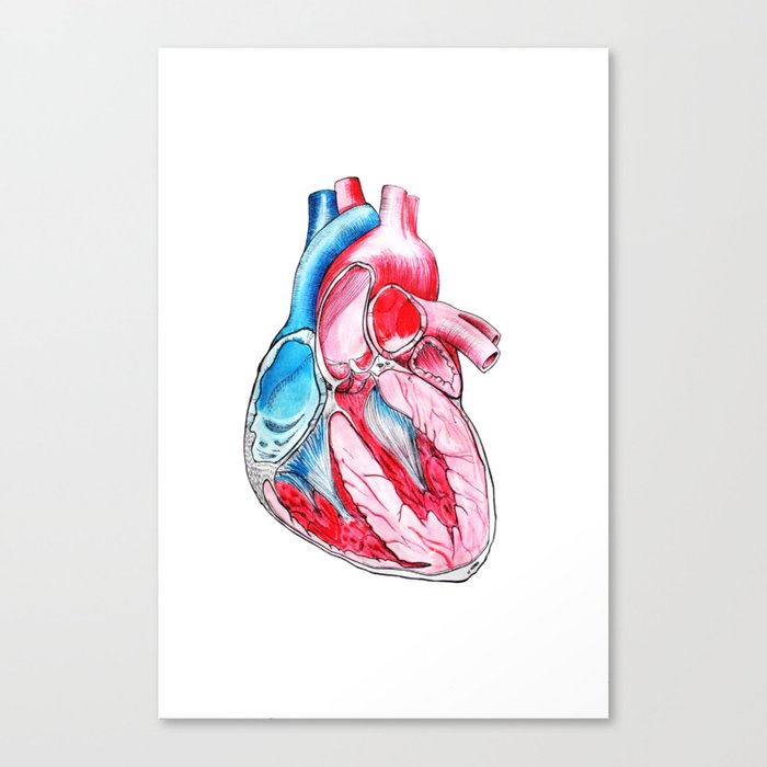 heart section Canvas Print