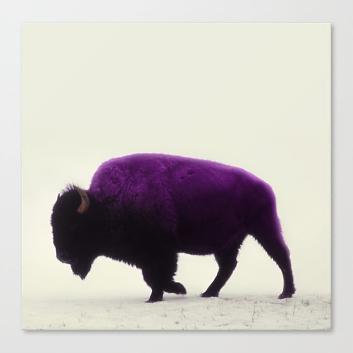 Purple Buffalo Canvas Print