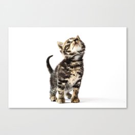 Baby cat Canvas Print