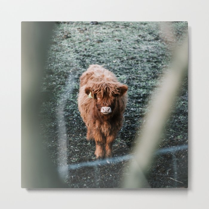 Scottish Highland Cow | Scottish Cattle | Cute Cow |  Scottish Cow | Cute Cattle 01 Metal Print