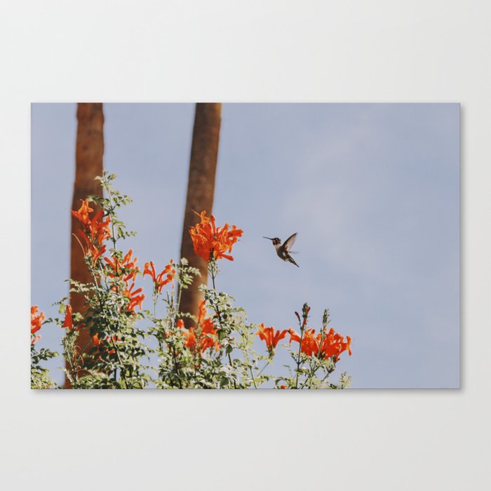Hummingbird / Palm Springs Canvas Print