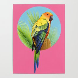 Sun Conure Parrot Poster