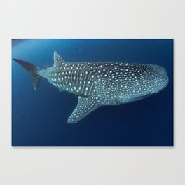 Whale shark approach Canvas Print