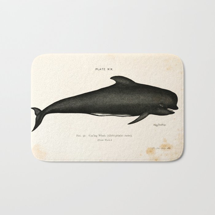 Long-finned pilot whale (Globicephanus melas), 1900 Bath Mat