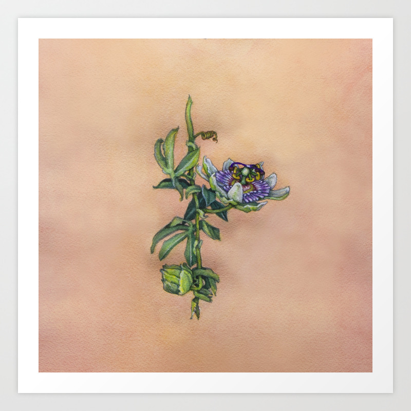 Passiflora Caerulea Blue Passion Flower By Betsy Vandeusen Art Print By Betsyvandeusen Society6 Passiflora Caerulea Blue Passion Flower By Betsy Vandeusen Art Print By Betsyvandeusen Society6