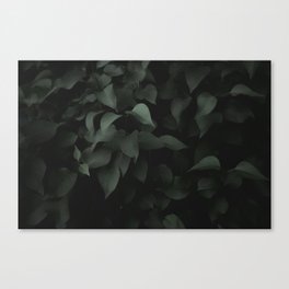 GREEN LEAF PLANT Canvas Print