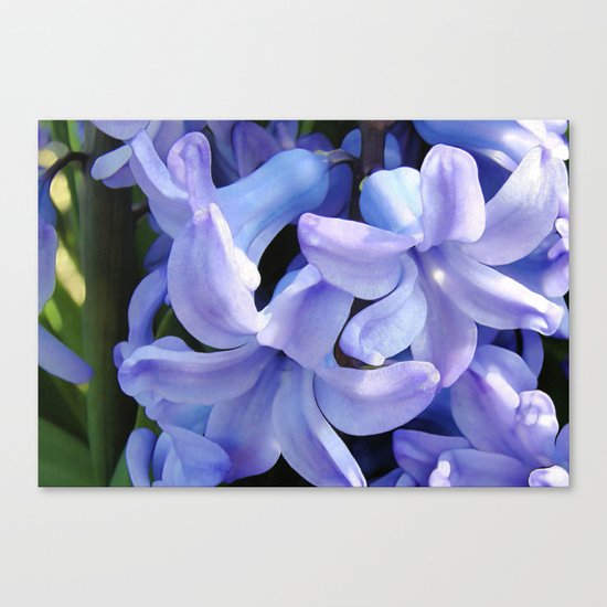 Hyacinth Canvas Print