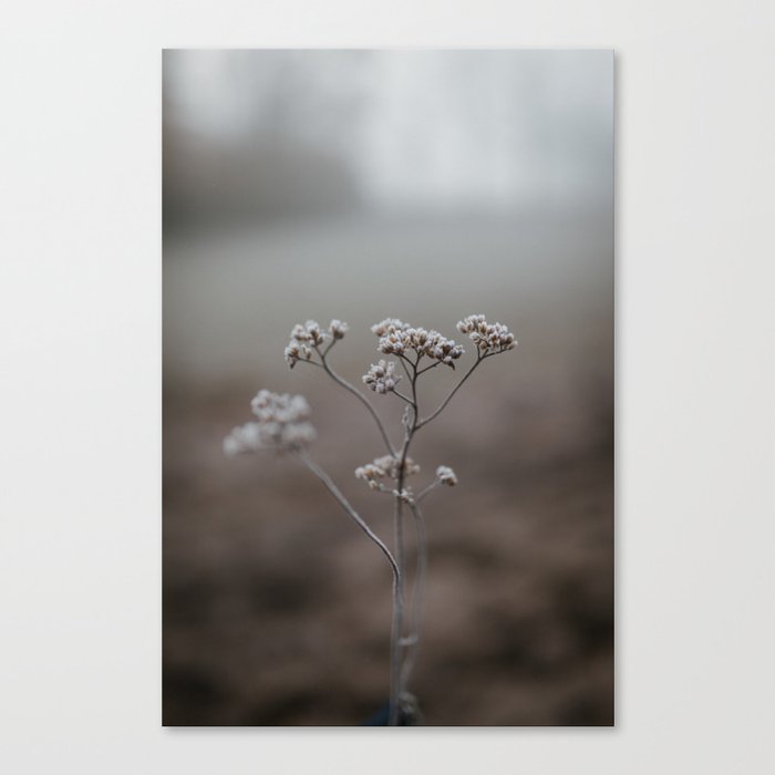Winter Flower 2 Canvas Print