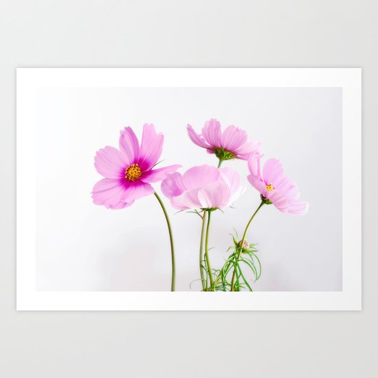 cosmea flowers Art Print