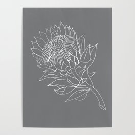 King Protea Outline - Grey and White Poster