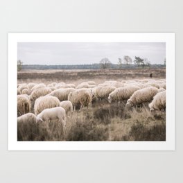 Landscape of Sheep Art Print