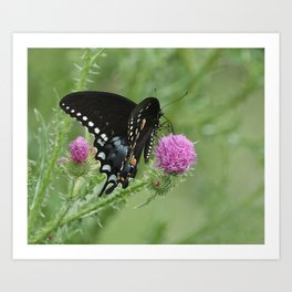 Butterfly Thistles  Art Print