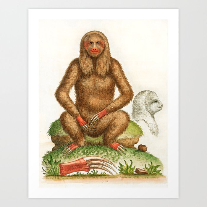 Sloth by George Edwards, 1764 (benefiting The Nature Conservancy) Art Print