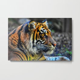 Rainbow Cat Metal Print | Cats, Kimberlyalexander, Color, Kimalexander, Photo, Tigers, Wildanimals, Tigerart, Colorful, Theancientlantern 